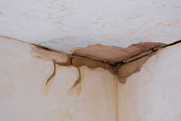 Best Professional water damage repair  in Cedar Grove, FL