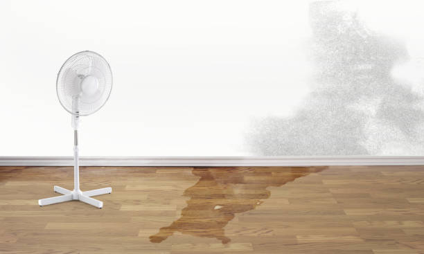 Best Water damage restoration near me  in Cedar Grove, FL